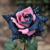 Starlight Mottled Rose Seeds- Rare Multicolor