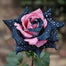 Starlight Mottled Rose Seeds- Rare Multicolor