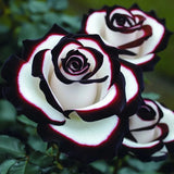 Rare Blue Moon Rose & Multi-Colored Petal Lace Rose Seeds