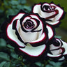 Rare Blue Moon Rose & Multi-Colored Petal Lace Rose Seeds