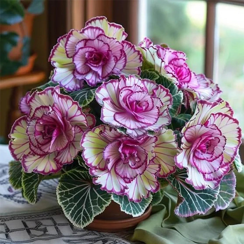 Rare Twin Begonia Seeds