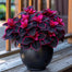 Rare Galaxy Polka Dot Begonia Seeds