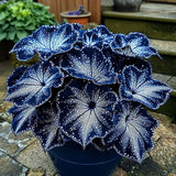 Painted Begonia Seeds