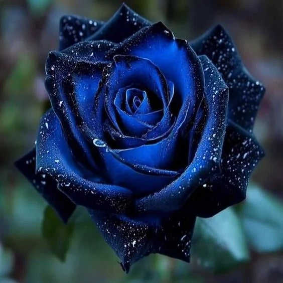 Starlight Mottled Rose Seeds- Rare Multicolor