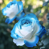 Rare Blue Moon Rose & Multi-Colored Petal Lace Rose Seeds
