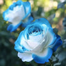 Rare Blue Moon Rose & Multi-Colored Petal Lace Rose Seeds