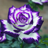 Rare Blue Moon Rose & Multi-Colored Petal Lace Rose Seeds