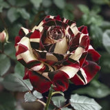 Starlight Mottled Rose Seeds- Rare Multicolor