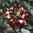 Starlight Mottled Rose Seeds- Rare Multicolor