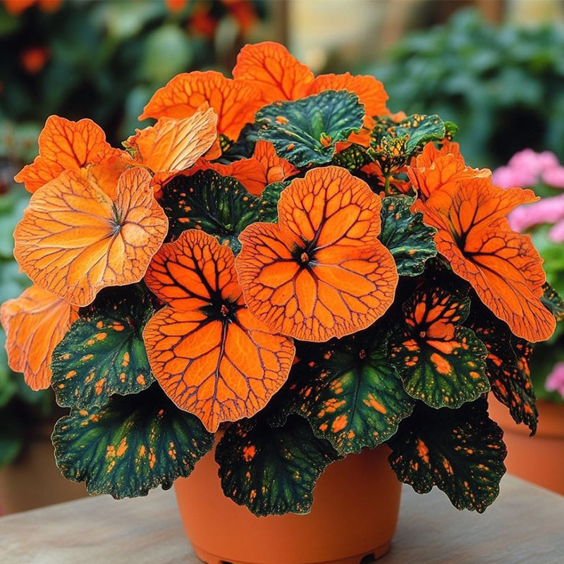 Neon Glow Begonia Seeds