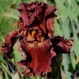'Play with Fire' Bearded Iris
