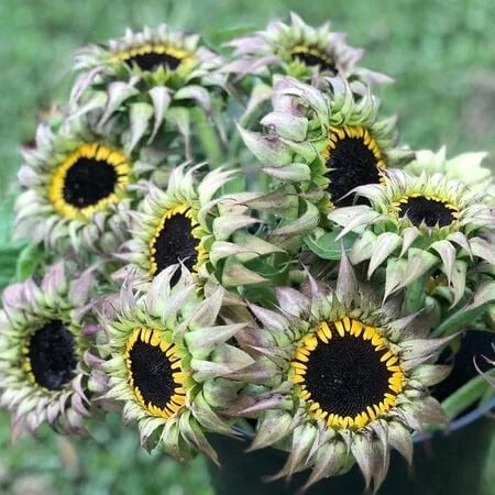 Sunflower Seeds - SunFill Purple