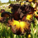 Sorbonne Bearded Iris