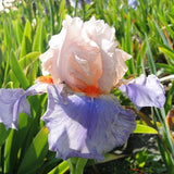 Iris Germanica 'French Cancan'