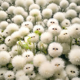White Cat's Eye Ball Flower Seeds