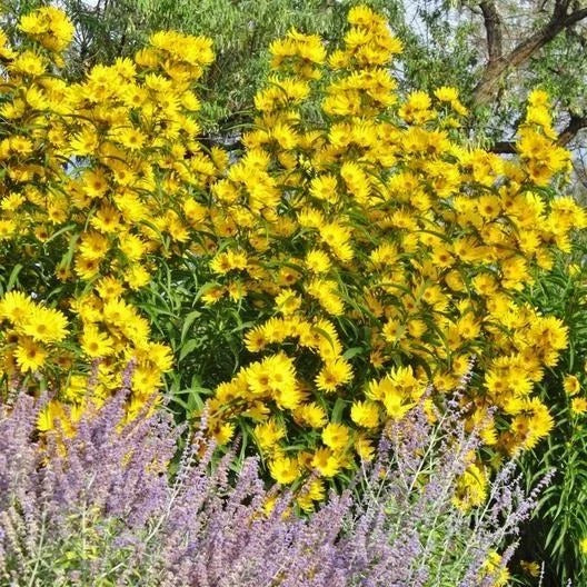 Sunflower Seeds - Maximilian