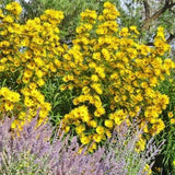 Sunflower Seeds - Maximilian