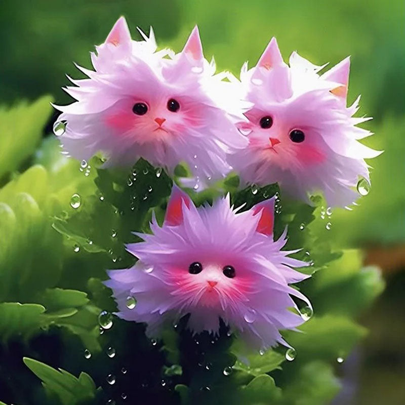 Cat's Eye Flower – Haiyiplants