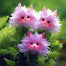 🔥Amazing Plants! 🌈🐱Cat's eye dazzle×Pink long ears cat
