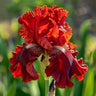 Black Starry Night-Rare Iris Seeds