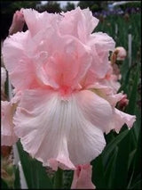 Iris 'Pink Bubbles'
