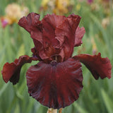 'Play with Fire' Bearded Iris