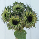 Sunflower Seeds - SunFill Purple