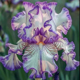Twilight Blaze-Rare Iris Seeds ⚜️
