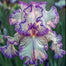 Stardust Snow-Rare Iris Seeds ⚜️