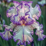 Lilac Dream-Rare Iris Seeds