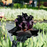 Iris Germanica 'Dracula's Kiss'