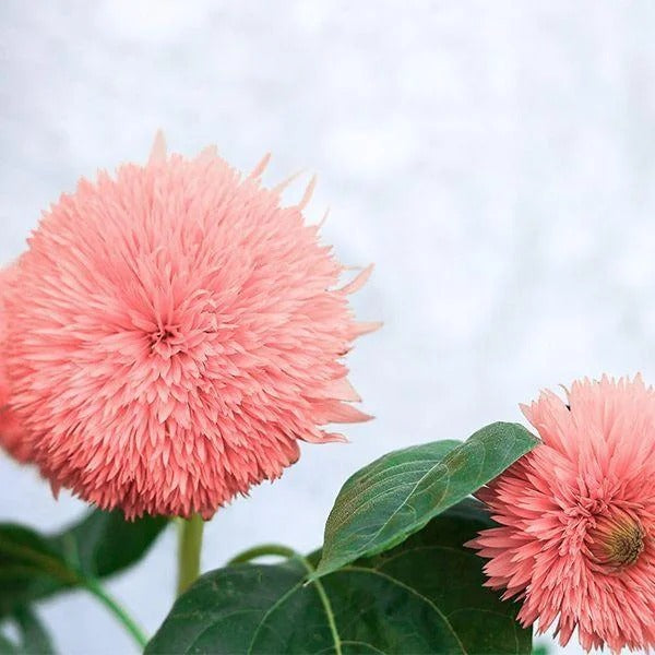 Pink Pooh Sunflower Seeds