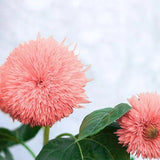 Pink Pooh Sunflower Seeds