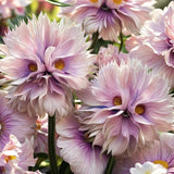 Big Face Flower Seeds