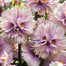 Big Face Flower Seeds