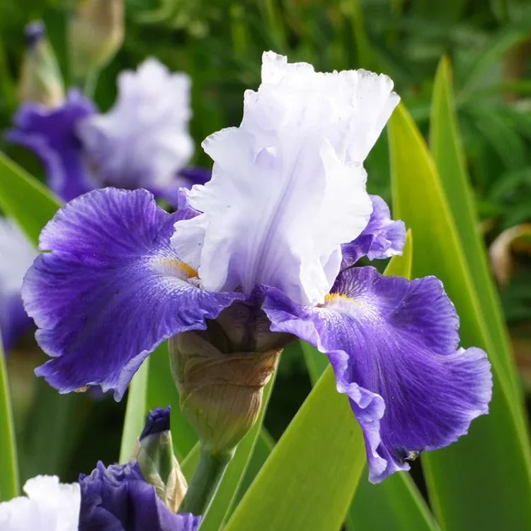 Iris Germanica 'Over Alaska'