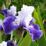 Iris Germanica 'Over Alaska'