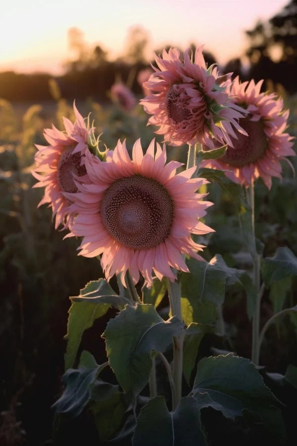 Midnight Oil Pink Sunflowers Seeds