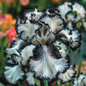 Black Starry Night-Rare Iris Seeds
