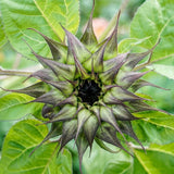 Sunflower Seeds - SunFill Purple