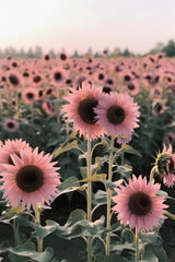 Midnight Oil Pink Sunflowers Seeds