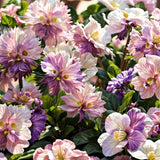 Big Face Flower Seeds