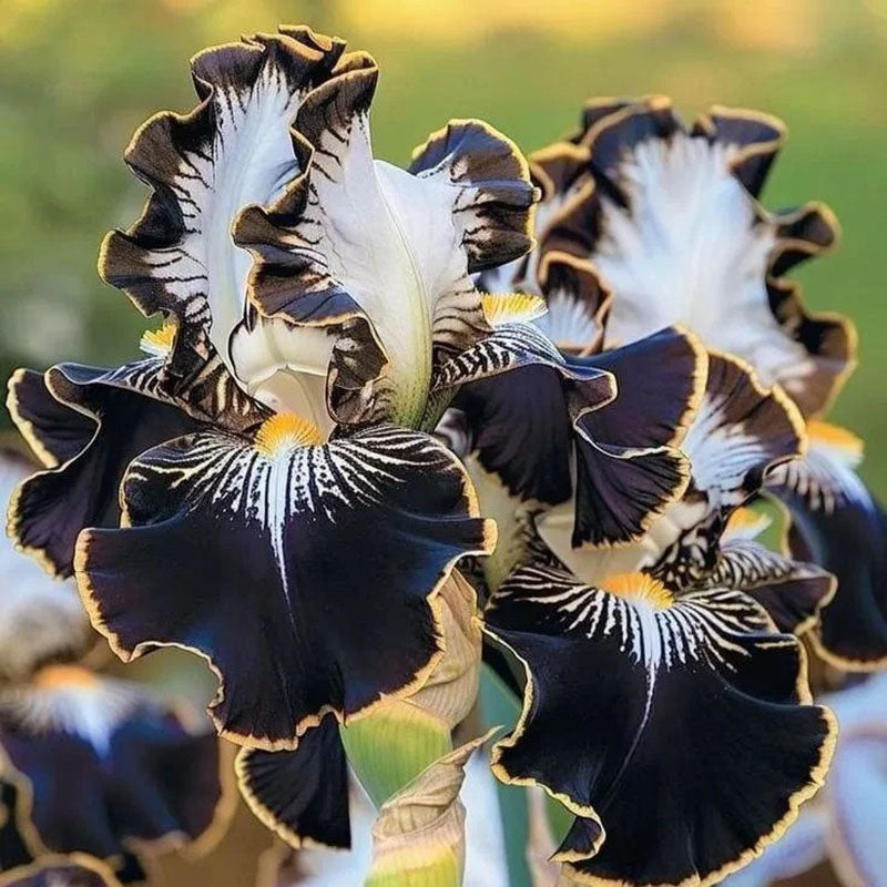 Twilight Blaze-Rare Iris Seeds ⚜️