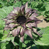 Sunflower Seeds - SunFill Purple