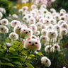 🔥Amazing Plants! 🌈🐱Cat's eye dazzle×Pink long ears cat