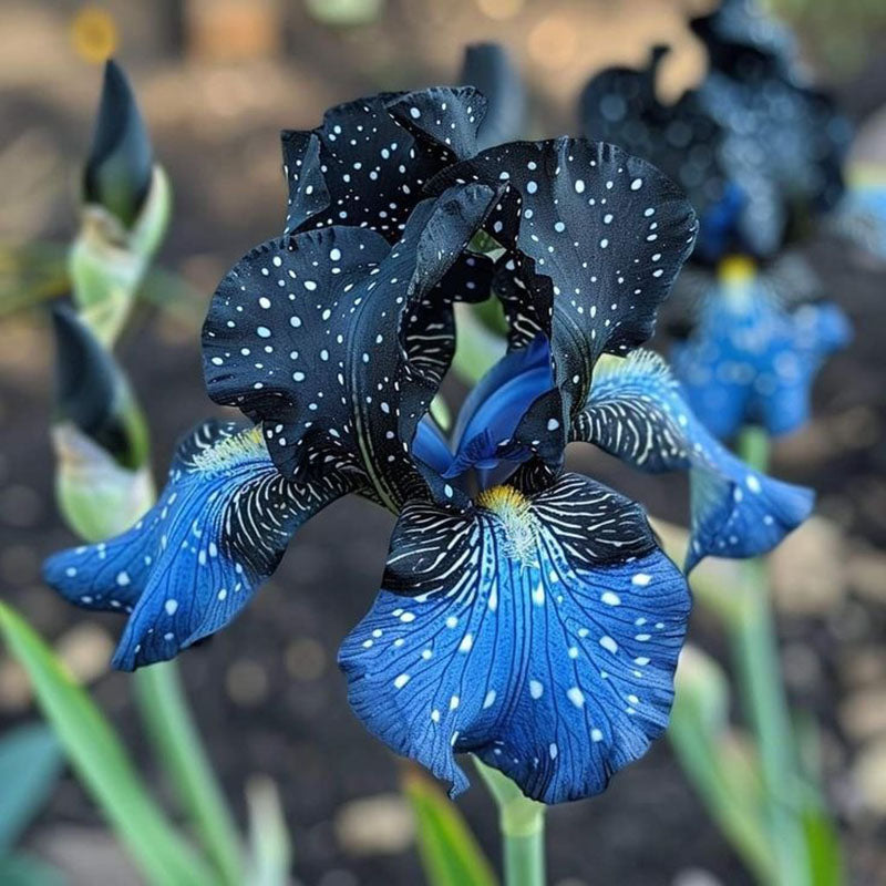 Twilight Blaze-Rare Iris Seeds ⚜️