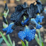 Black Starry Night-Rare Iris Seeds