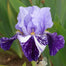 💕Iris (Phalaenopsis) Orchid Flower, Perennial Flower
