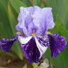 💕Iris (Phalaenopsis) Orchid Flower, Perennial Flower