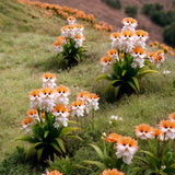 Amazing plants! Cat's eye dazzle